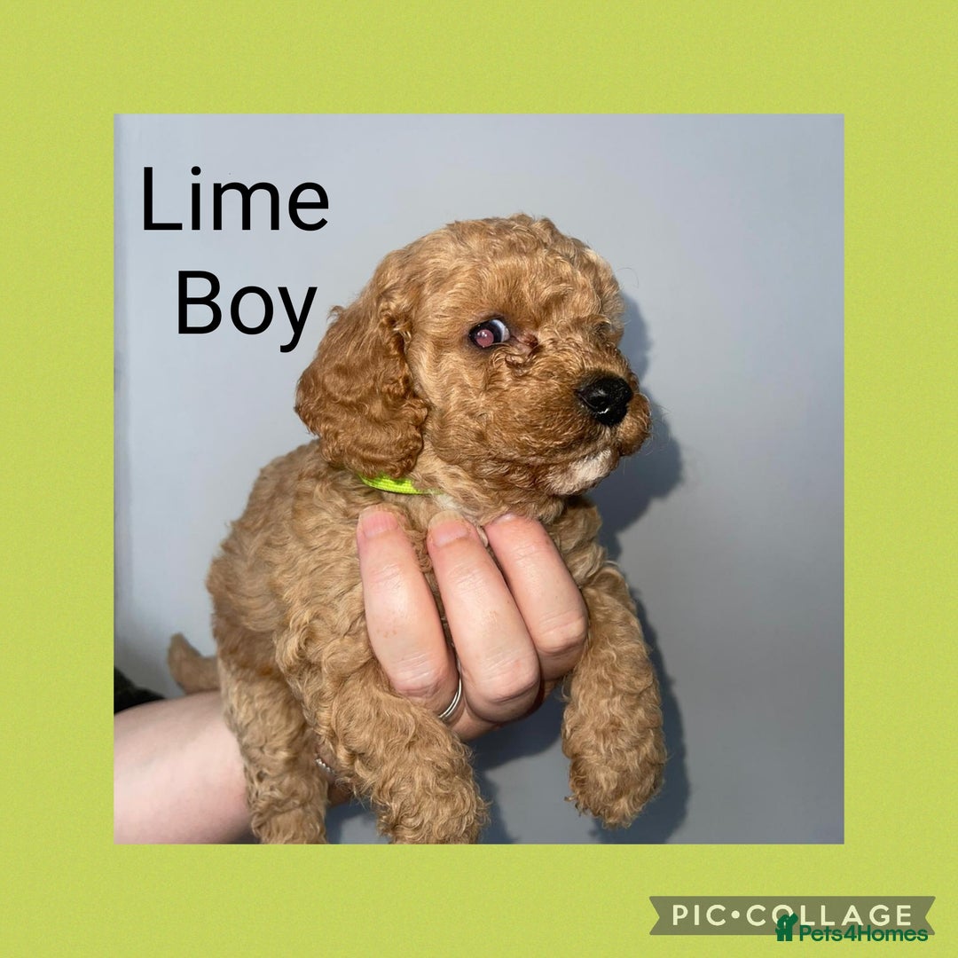 Cavapoo dogs for sale: Beautiful Cavapoo Puppies – 7 Girls & 4 Boys  - Image 9