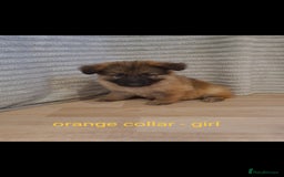 German Shepherd dogs for sale: 🐾Adorable 8-Week-Old German shepherd puppies🐾 - Image 33