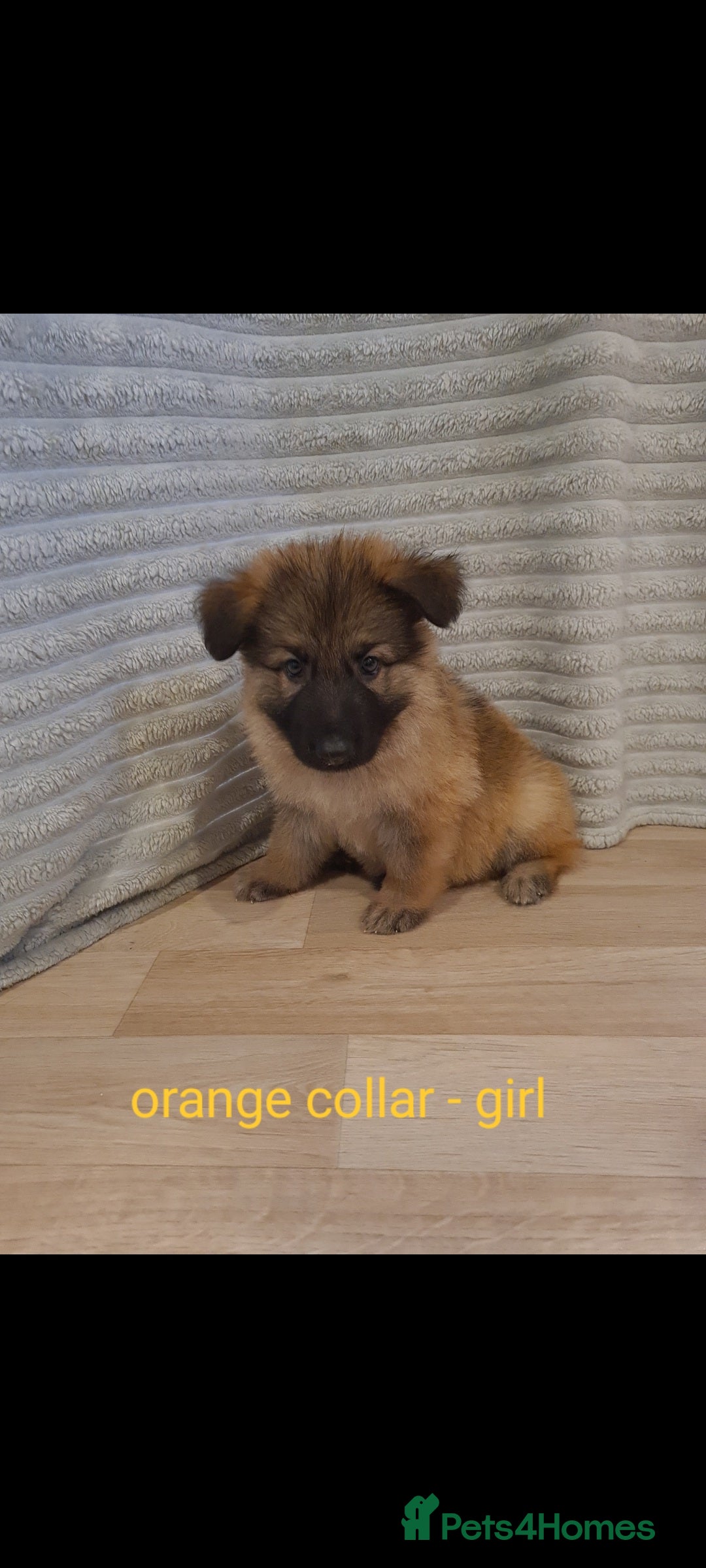 German Shepherd dogs for sale: 🐾Adorable 8-Week-Old German shepherd puppies🐾 - Image 33