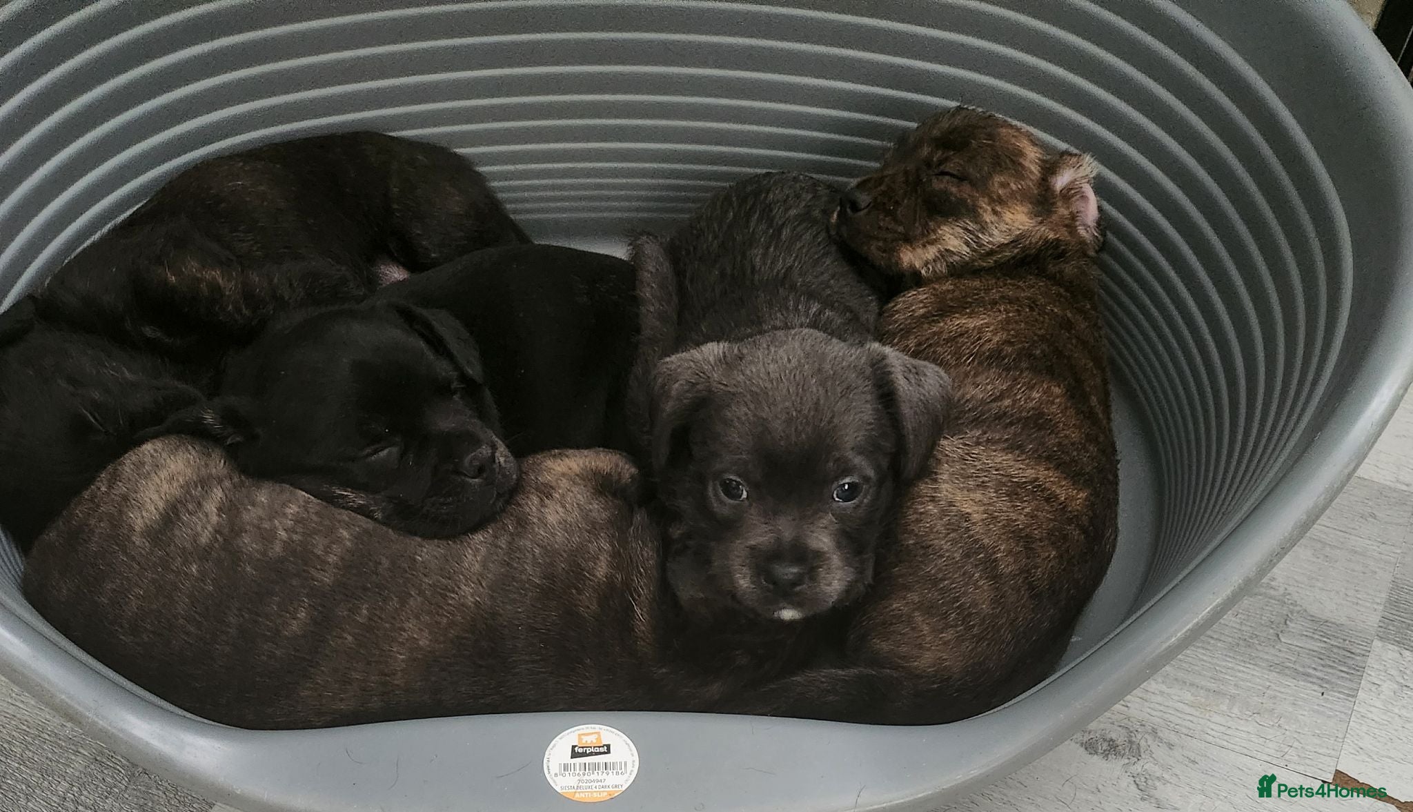 Mixed Breed dogs Adorable puppies  - Advert 3