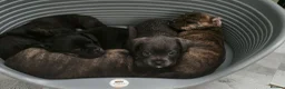 Mixed Breed dogs for sale: Adorable puppies  - Advert 3