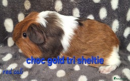 Guinea Pig rodents for sale: Baby sheltie and texel Guinea pig boys in Saltburn-by-the-Sea - Image 6