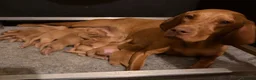 Hungarian Vizsla dogs for sale: KC Reg Hungarian Vizsla Pups Health Tested Parents - Advert 8