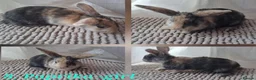 Mixed Breed rabbits for sale: Cute Harlequin Rex x Lop bunnies - Advert 9