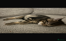 Mixed Breed cats for sale: Kittens for sale - Advert 7