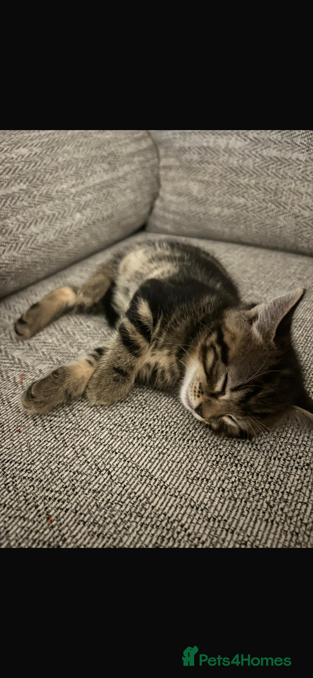 Mixed Breed cats for sale: Kittens for sale - Advert 7