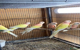 Cockatiels birds for sale: Cockatiels , love birds and bourkes  - Image 5