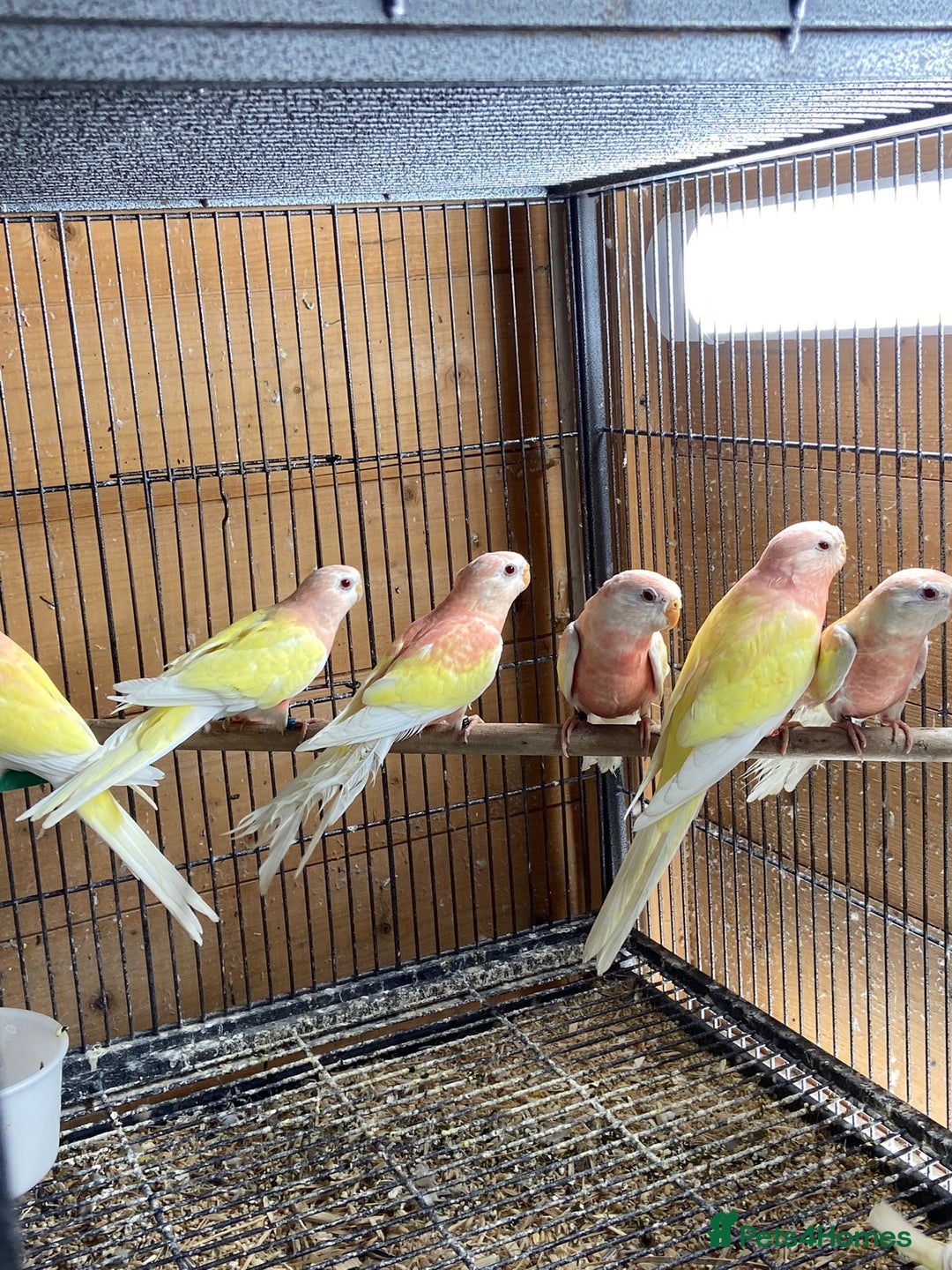 Cockatiels birds for sale: Cockatiels , love birds and bourkes  - Image 5