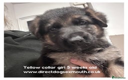 German Shepherd dogs for sale: German shepherd puppies  - Image 36