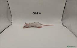 Rat rodents for sale: October Litters: 32 Rats For Sale - Image 12