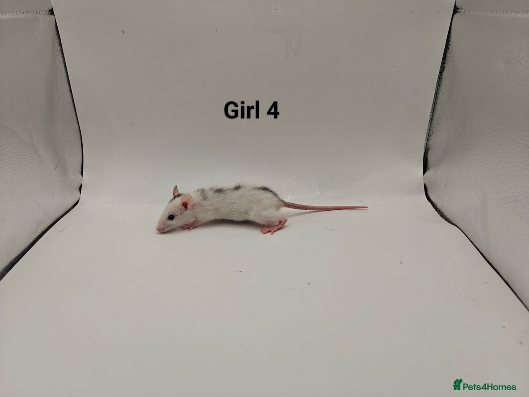 Rat rodents for sale: October Litters: 32 Rats For Sale - Image 12