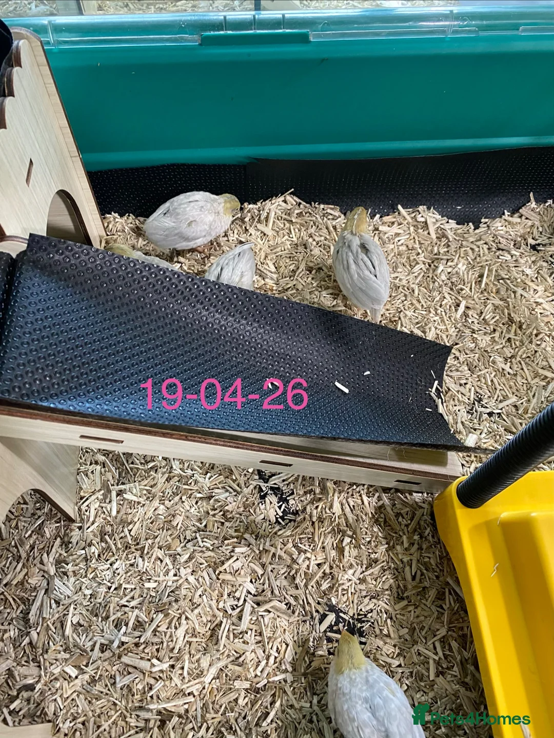 Quail poultry for sale: Beautiful Button Quail Chicks (CPQ, King) & EGGS - Advert 2