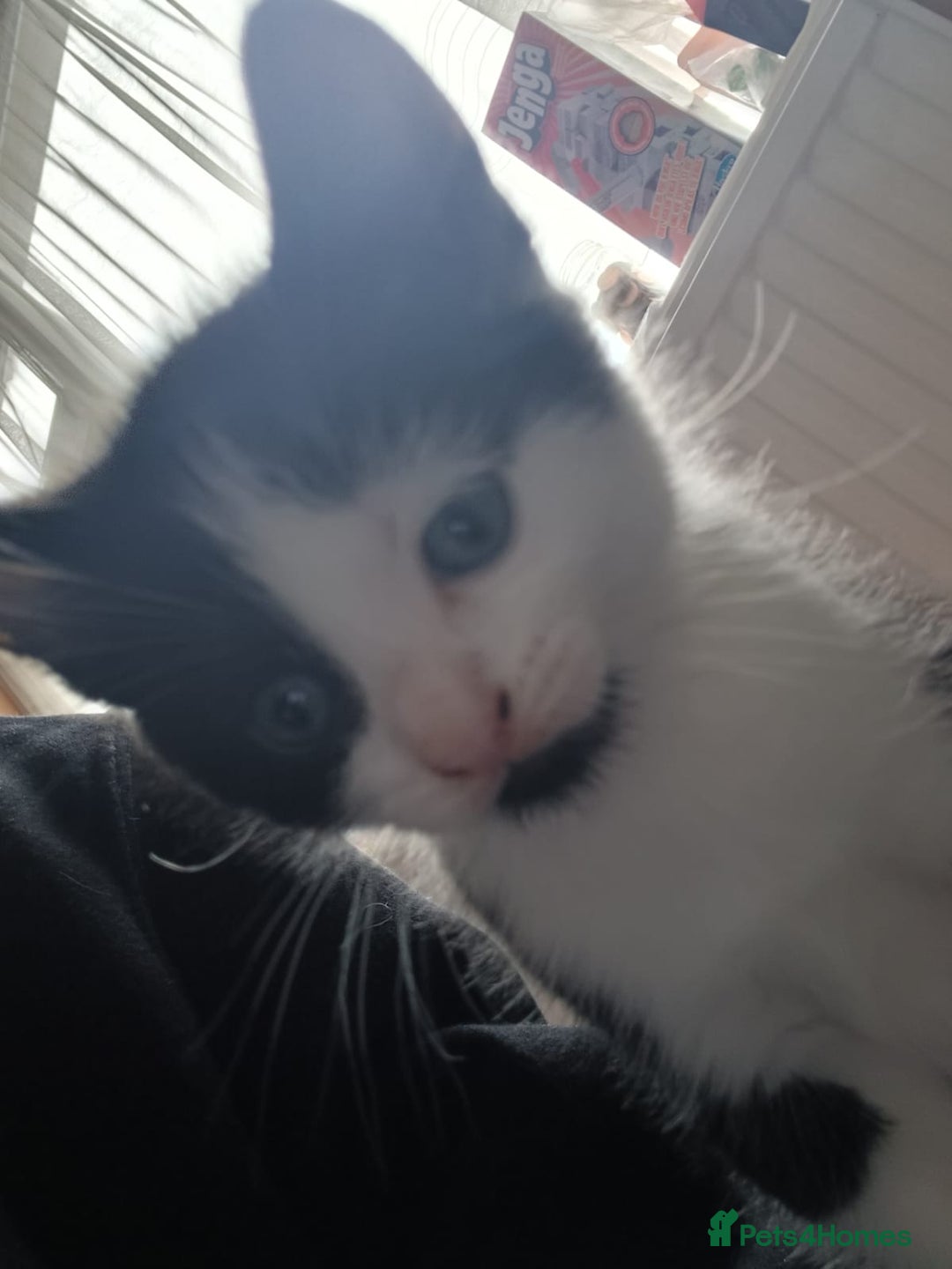 Mixed Breed cats for sale: Kittens looking for their new homes  - Advert 7