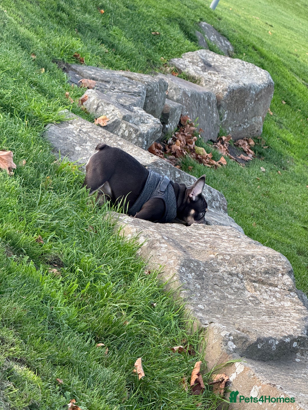 French Bulldog dogs for sale: bulldog franchie - Advert 6