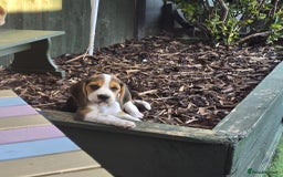 Beagle dogs for sale: 3 adorable beagle pups - Image 2
