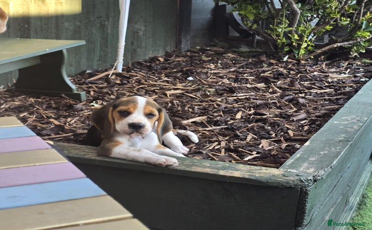 Beagle dogs - Advert 3