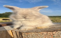 Angora rabbits for sale: Pedigree Full Faced & Maxi Faced English Angoras - Image 38