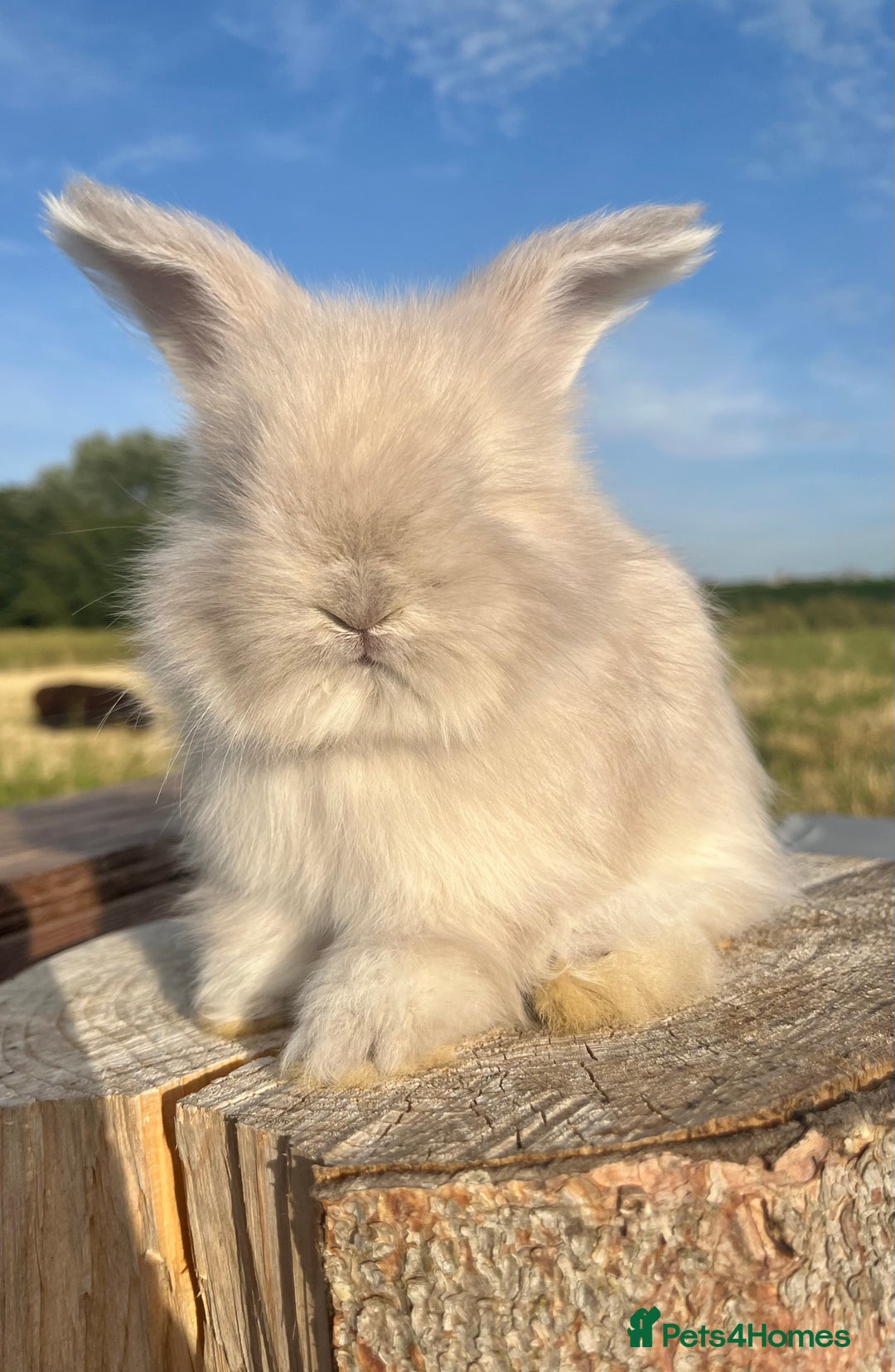 Angora rabbits for sale: Pedigree Full Faced & Maxi Faced English Angoras - Image 38