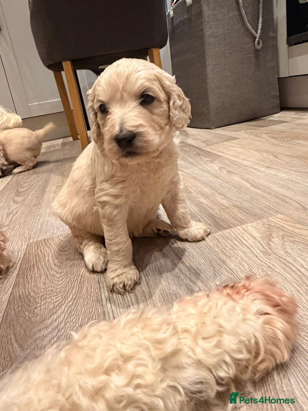 Goldendoodle dogs for sale: Golden doodle puppies  - Advert 12