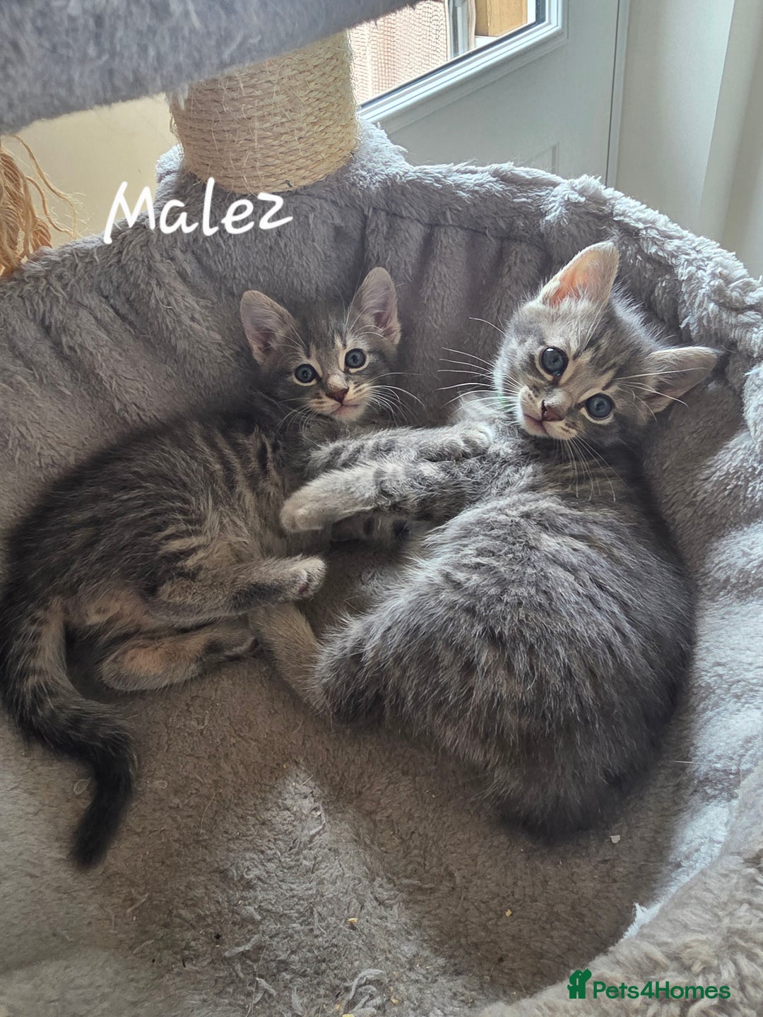 Mixed Breed cats for sale: Adorable kittens - Image 2