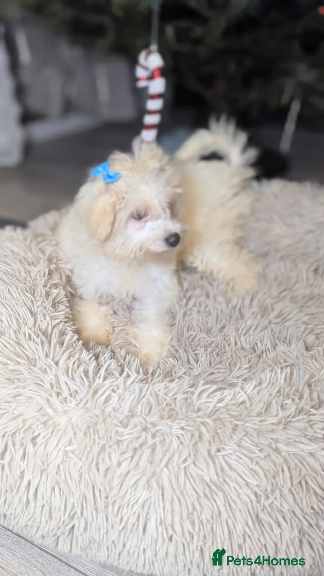 Maltipoo dogs for sale: Dominic C - Advert 6