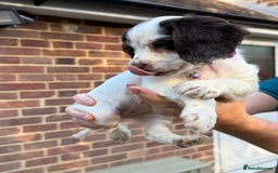 Mixed Breed dogs for sale: Brittany x working cocker spaniel  - Advert 6