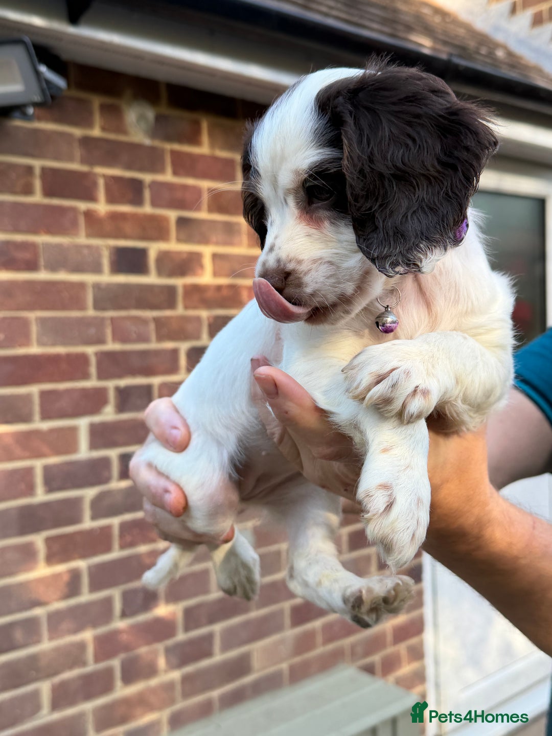 Mixed Breed dogs for sale: Brittany x working cocker spaniel  - Advert 6