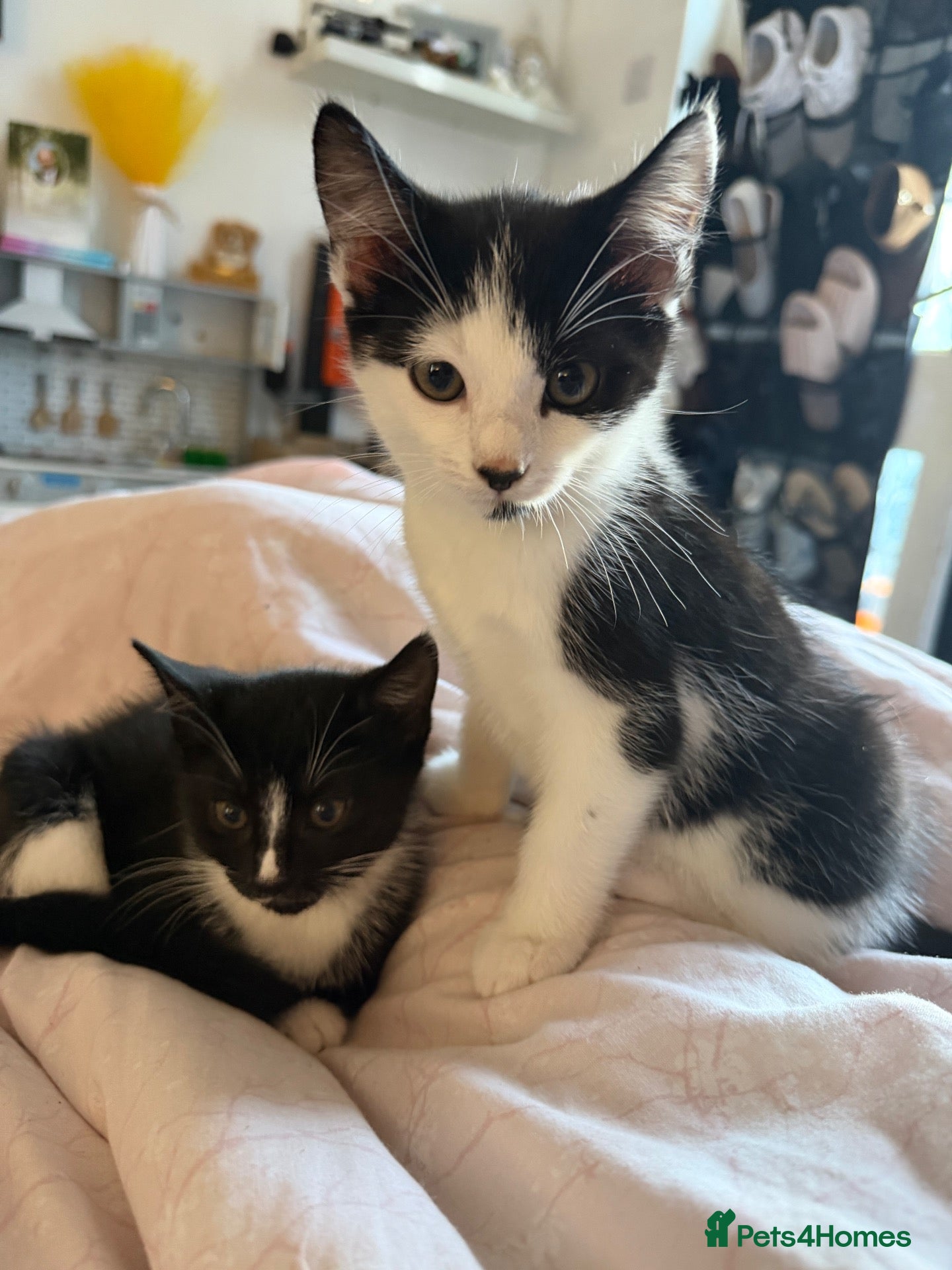 Mixed Breed cats Beautiful kittens for sale - Advert 4