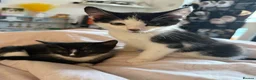 Mixed Breed cats for sale: Beautiful kittens for sale - Advert 1
