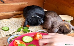 Mini Lop rabbits for sale: 2 mini lop ear rabbits plus full setup  - Image 5