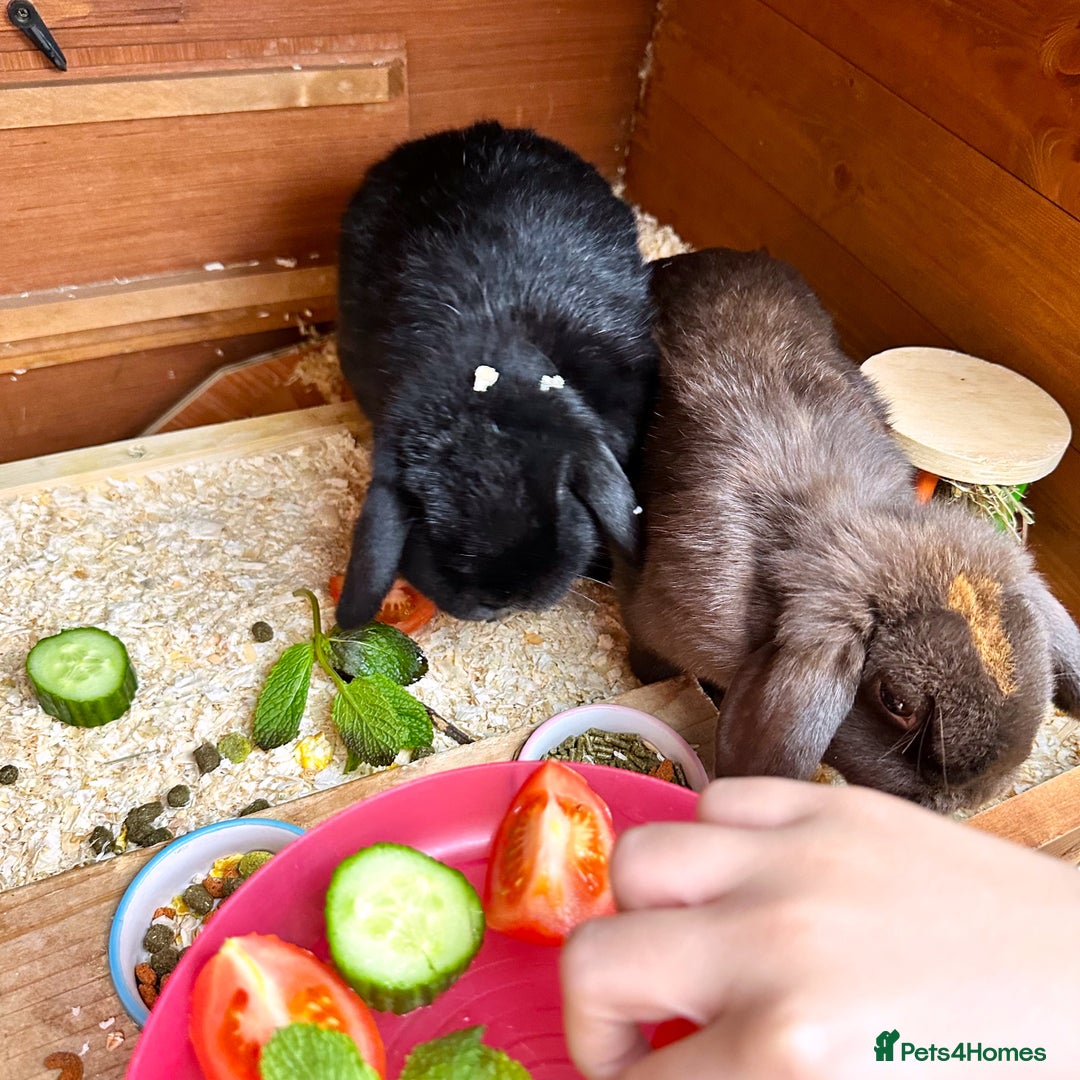 Mini Lop rabbits for sale: 2 mini lop ear rabbits plus full setup  - Image 5