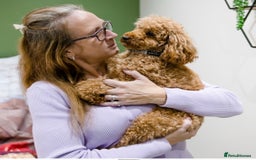 Cavapoo dogs for sale: Cavapoo F1B pups licensed Breeder/health tested  - Image 27
