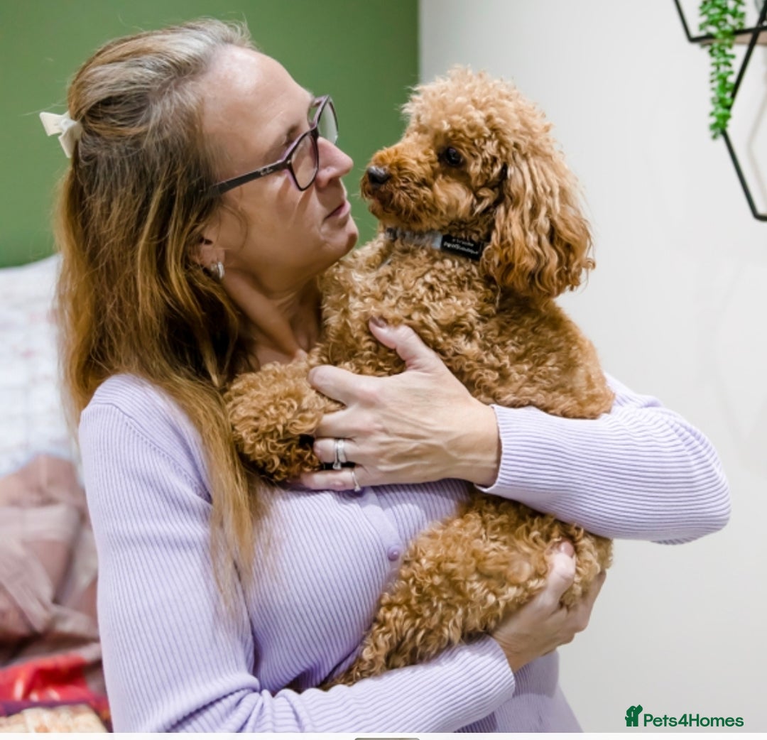 Cavapoo dogs for sale: Cavapoo F1B pups licensed Breeder/health tested  - Image 27