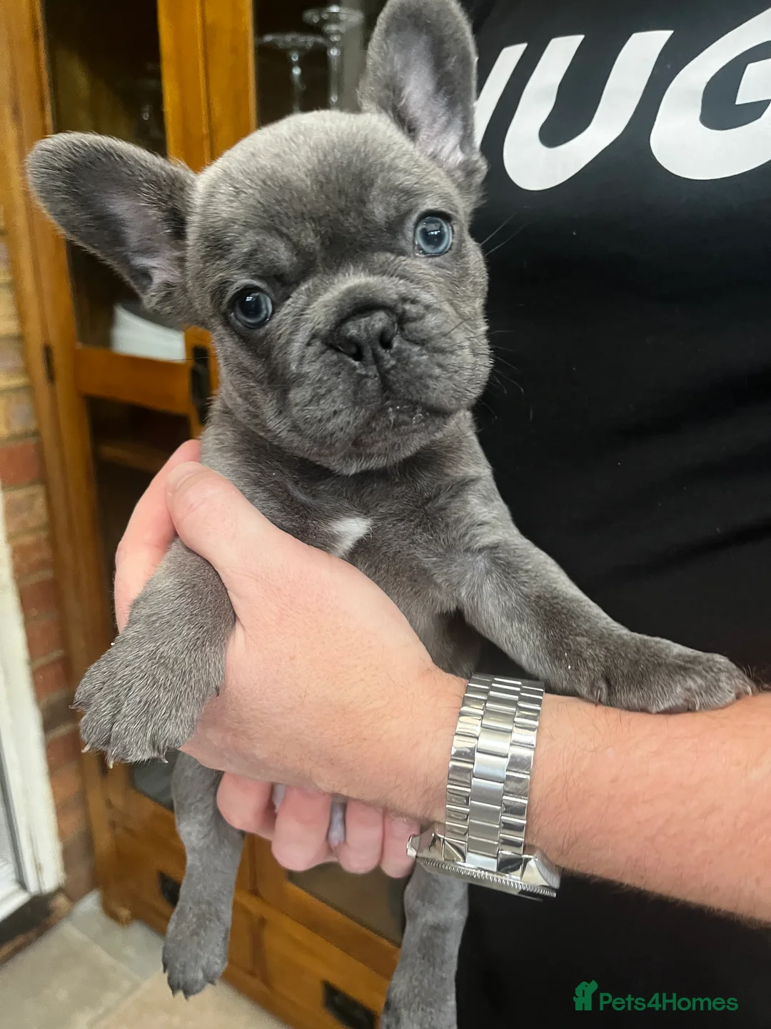 French Bulldog dogs for sale: Gorgeous KC Reg Blue and Lilac Frenchies Babies - Advert 3
