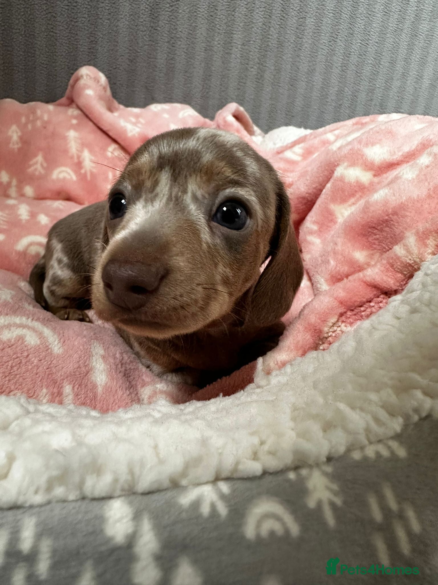 Miniature Dachshund dogs 5 Isabella and Tan puppies ready to go 10th July - Advert 1