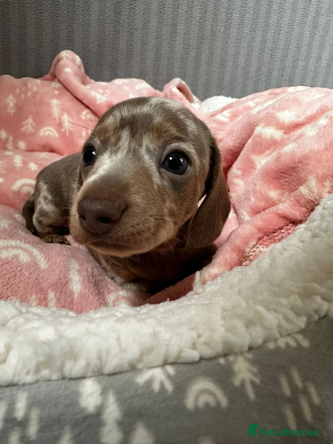 Miniature Dachshund dogs for sale: 5 Isabella and Tan puppies ready to go 10th July - Advert 2