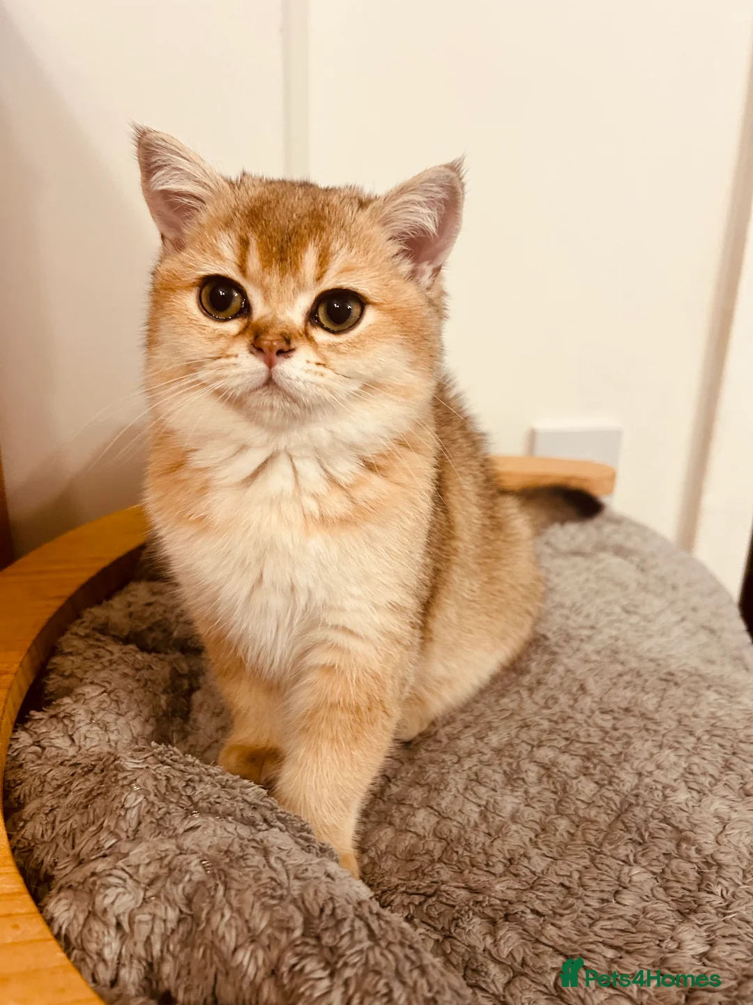 Scottish Fold cats for sale: Beautiful Golden Chinchilla kittens  - Advert 1