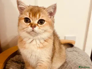 Scottish Fold cats Beautiful Golden Chinchilla kittens - Advert 10