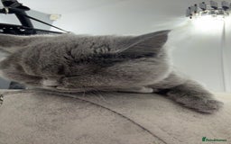 Scottish Fold cats for sale: Scottish fold - Image 12