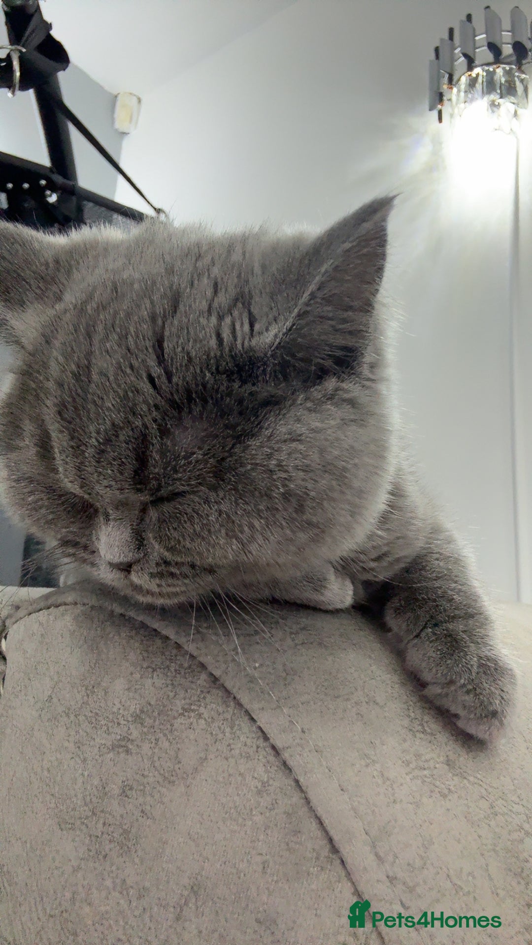 Scottish Fold cats for sale: Scottish fold - Image 12