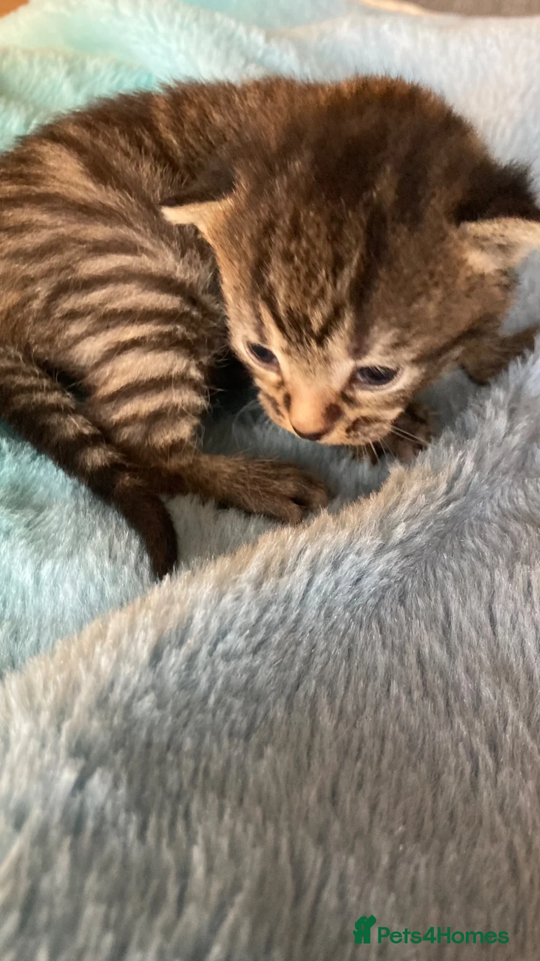 Mixed Breed cats for sale: Beautiful fluffy kittens in Pwllheli - Advert 6