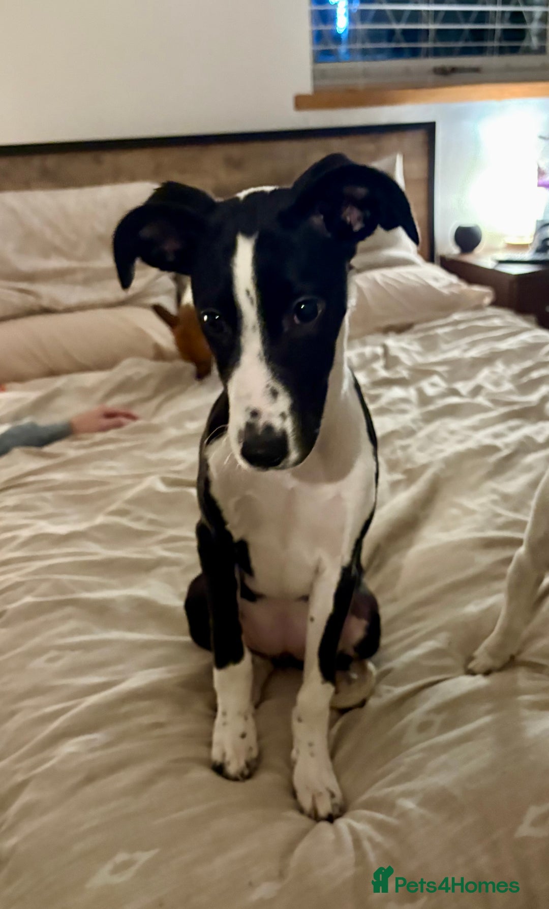 Mixed Breed dogs for sale: Beautiful cross whippet  - Advert 3