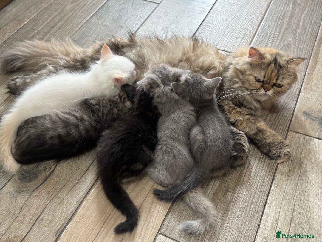 Mixed Breed cats for sale: Persian cross Ragdoll kittens real stunners - Image 12