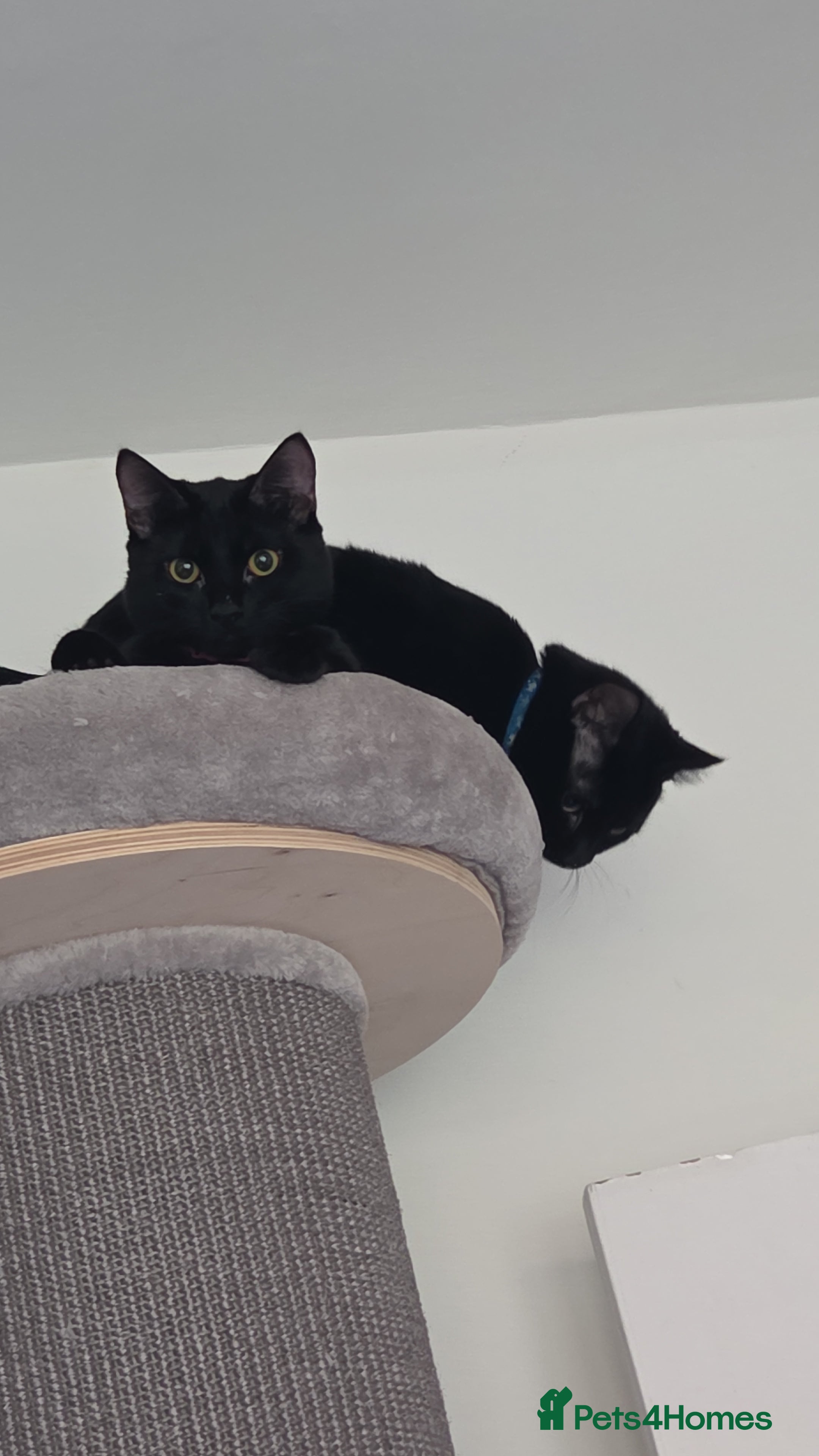 Mixed Breed cats Salem & skye (pair) £200 - Advert 1