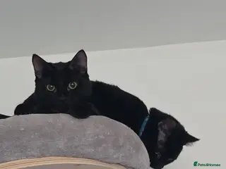 Mixed Breed cats Salem & skye (pair) £200 - Advert 1