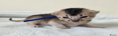 Abyssinian Kitten 2