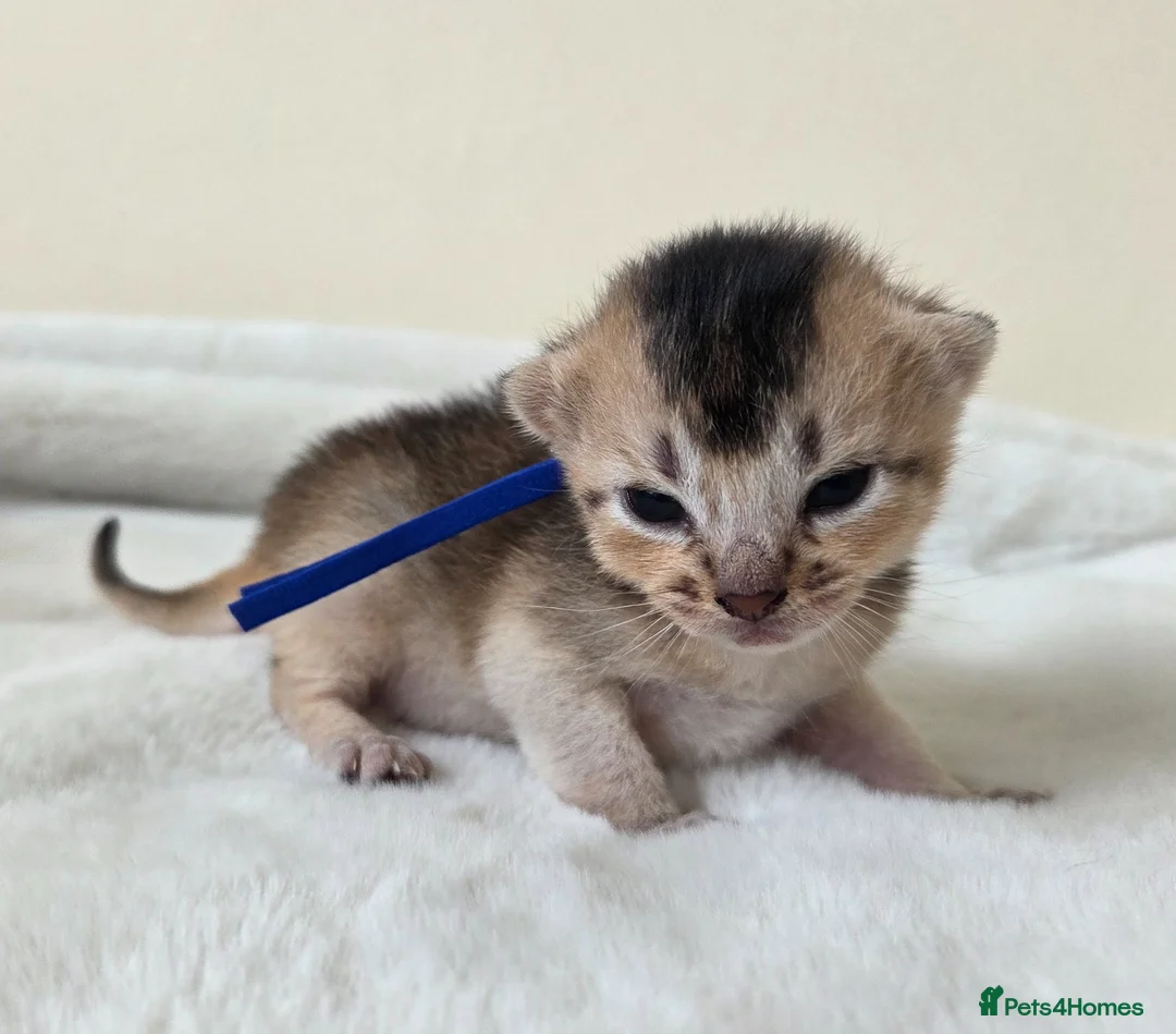 Abyssinian cats for sale: ⚜️Beautiful Abyssinian Kittens🏆 - Advert 19