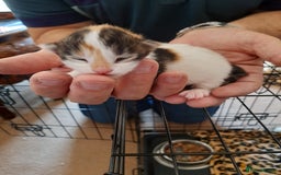 Maine Coon cats for sale: Maine Coon kittens  - Image 17