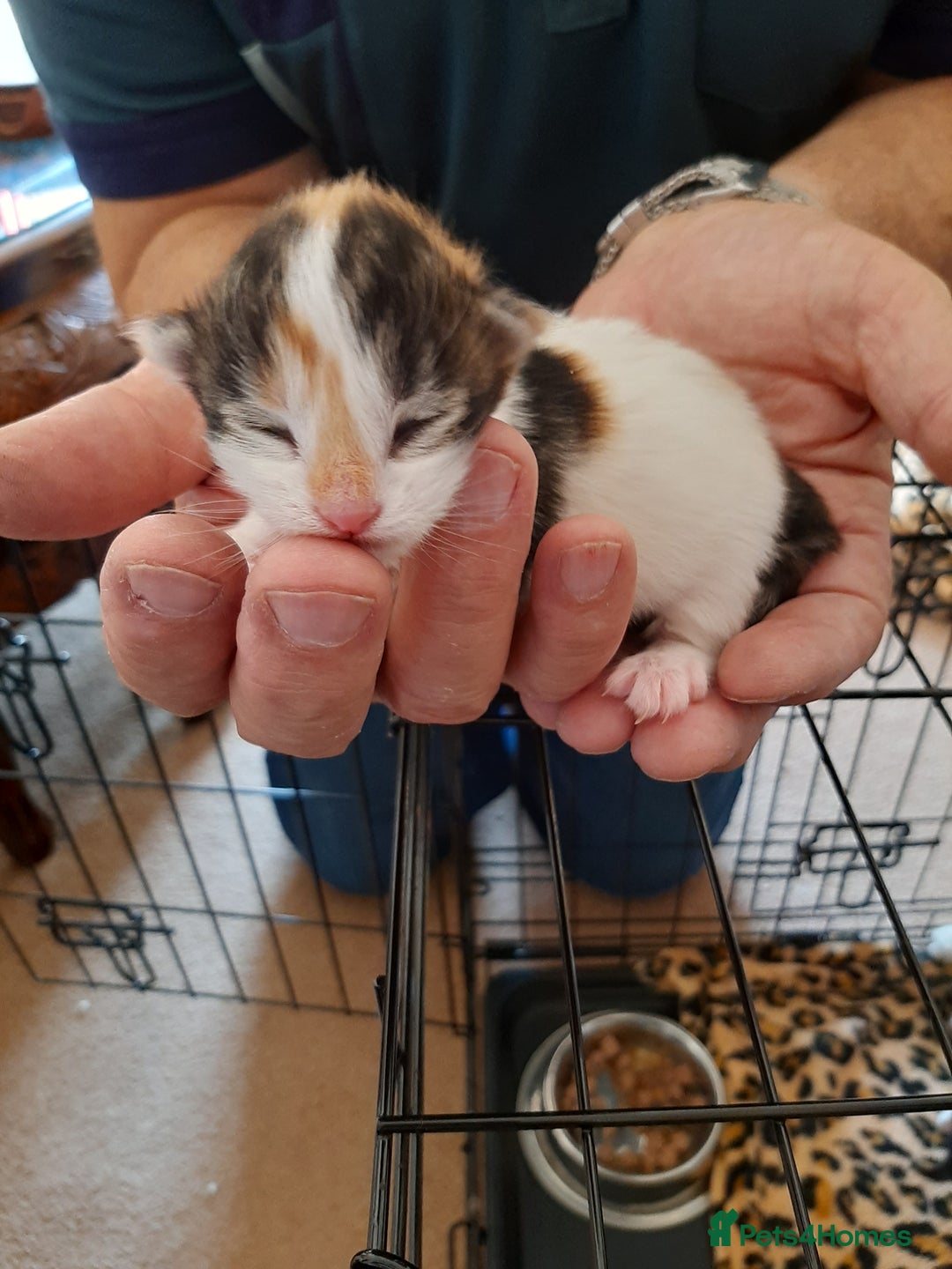 Maine Coon cats for sale: Maine Coon kittens  - Image 17