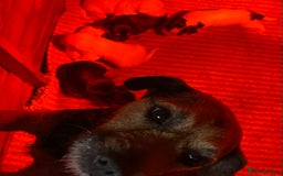 Jack Russell dogs for sale: 6 Jack Russell Puppies  - Advert 1